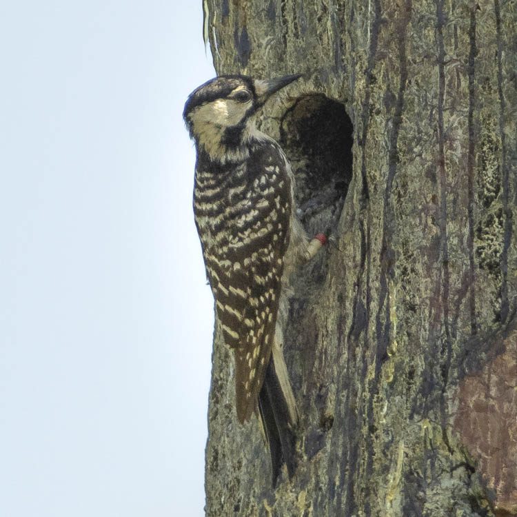 Red Cockaded Woodpecker
