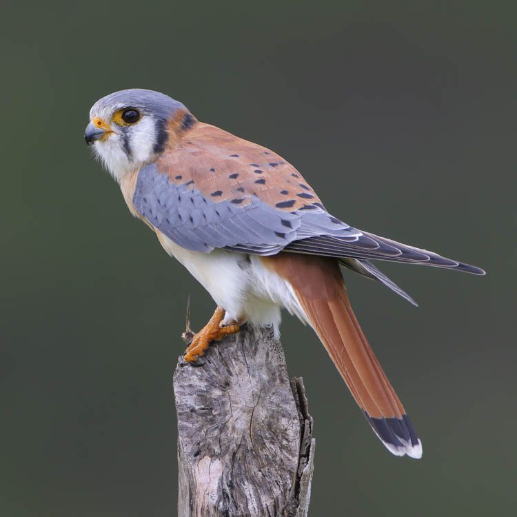 Southeastern Kestrel
