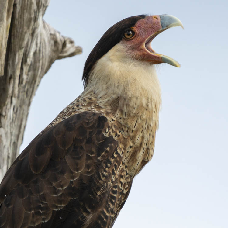 Caracara