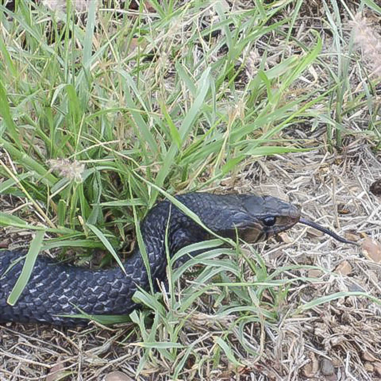 Eastern Indigo Blue Snake