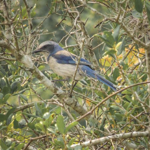 Florida Scrub-jay