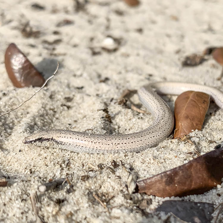 Florida Sand Skink