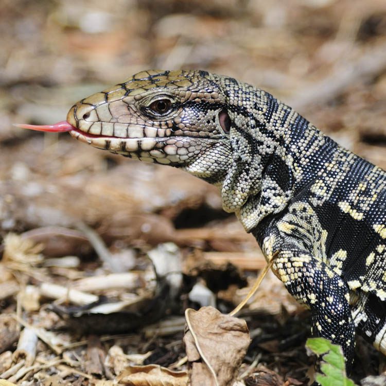 Florida Tegu