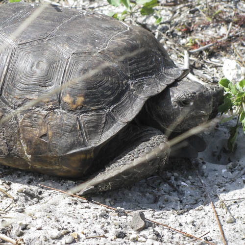 Turtle