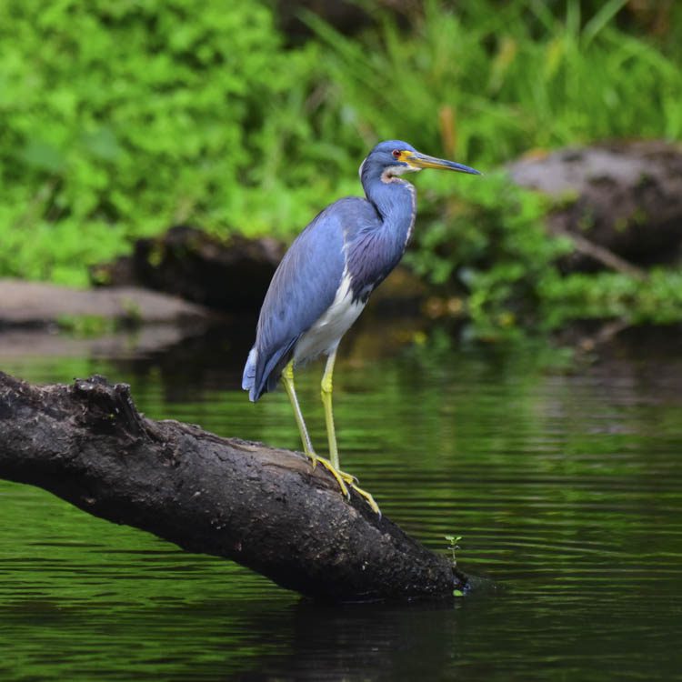 Wading Birds