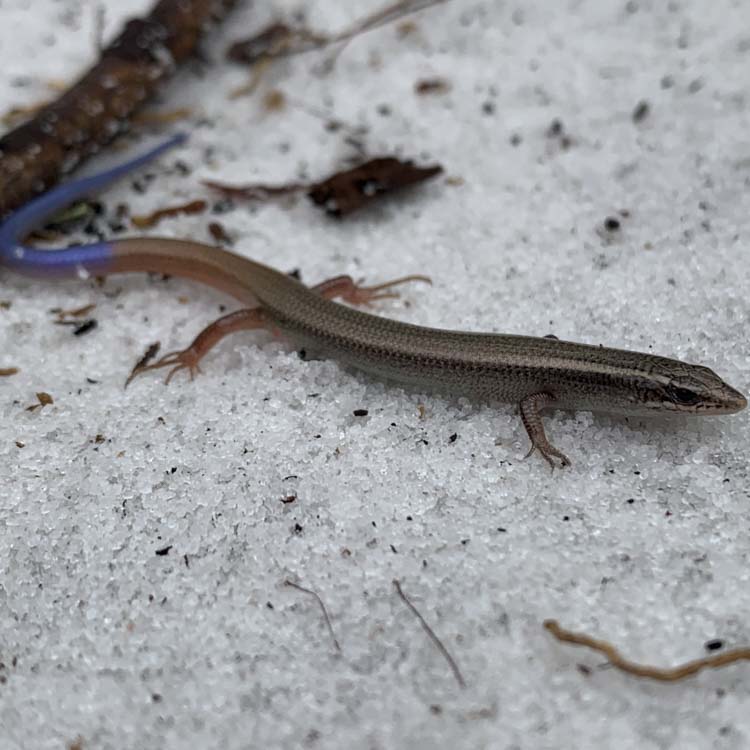 skink
