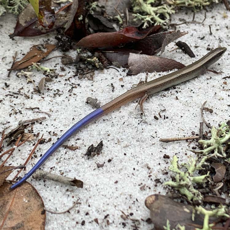 skink