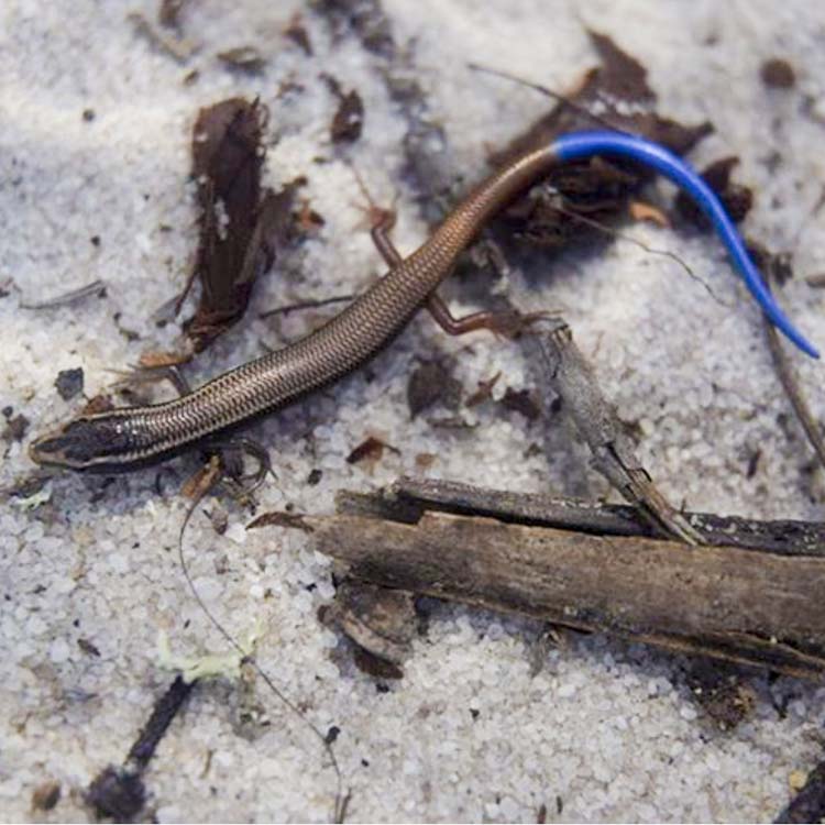 bluetail mole skink