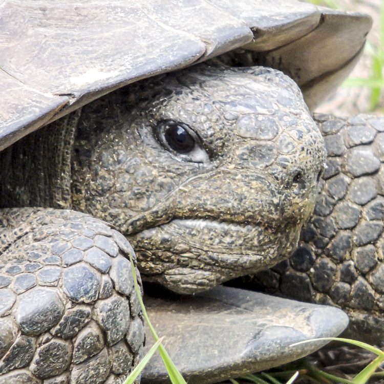 Turtle in Hand