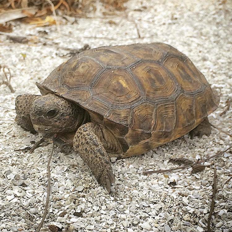 Gopher Tortoise