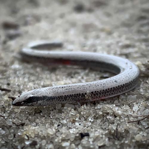 bluetail mole skink