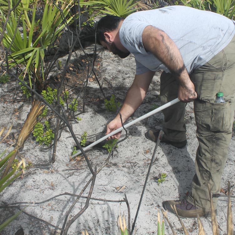 Gopher Tortoise Training